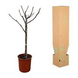 Ficus Carica op stam - 100 cm - Ø20 (8721055692027)