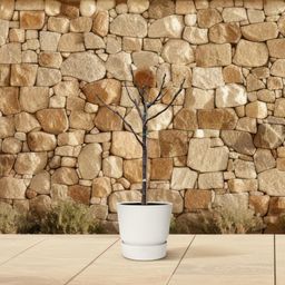 Ficus Carica op stam - 100 cm - Ø20 (8721055692027)