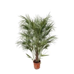 Chamaerops Humilis struik - 170cm- Ø30 (8721055693239)