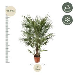Chamaerops Humilis struik - 170cm- Ø30 (8721055693239)