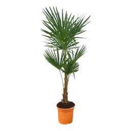 Trachycarpus Fortuneii - 150 cm - Ø27cm (8721081686441)