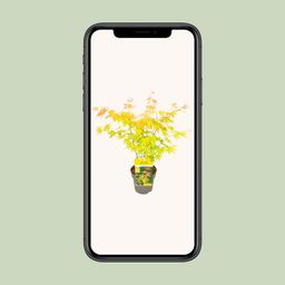 Son & koot Acer palmatum Orange Dream (8718182418231)