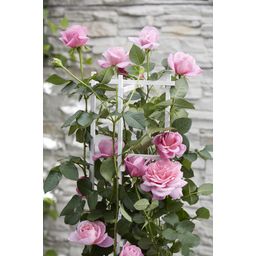 Hoogeveen Rosa Crazy in love 'Pink' - Roze Roos (8719075297087)