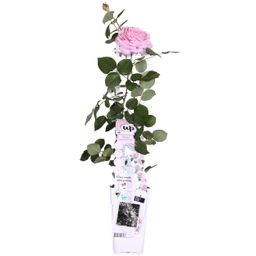 Hoogeveen Rosa Crazy in love 'Pink' - Roze Roos (8719075297087)