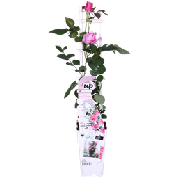 Hoogeveen Rosa Crazy in love 'Pink' - Roze Roos (8719075297087)