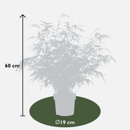 Hoogeveen Fargesia rufa - Niet woekerende bamboe - - Ø19 - ↨60cm (8718531418264)