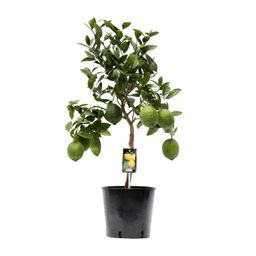 Citrus Lemon (9877)