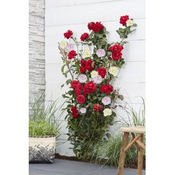 Hoogeveen Rosa Crazy in love 'Pink' - Roze Roos (8719075297087)