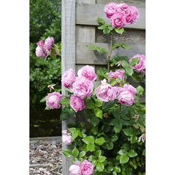 Hoogeveen Rosa Crazy in love 'Pink' - Roze Roos (8719075297087)