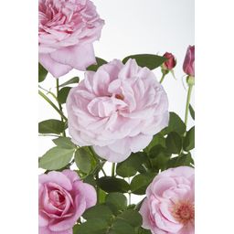 Hoogeveen Rosa Crazy in love 'Pink' - Roze Roos (8719075297087)