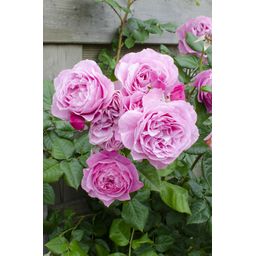 Hoogeveen Rosa Crazy in love 'Pink' - Roze Roos (8719075297087)