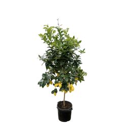 Citrus Lemon - 200cm - ø40 (8721055693284)