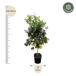 Citrus Lemon - 200cm - ø40 (8721055693284)