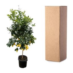Citrus Lemon - 200cm - ø40 (8721055693284)