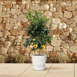 Citrus Lemon - 200cm - ø40 (8721055693284)