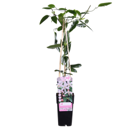 Hoogeveen Clematis armandii Apple Blossom - Groenblijvende Clematis Lichtroze (8718104523371)