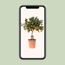 Citrus Calamondin (9875)