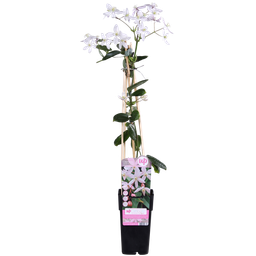 Hoogeveen Clematis armandii Apple Blossom - Groenblijvende Clematis Lichtroze (8718104523371)
