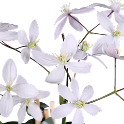 Hoogeveen Clematis armandii Apple Blossom - Groenblijvende Clematis Lichtroze (8718104523371)