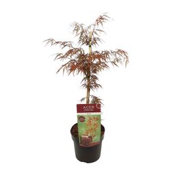 Son & koot Acer palm. 'Garnet' (8718182410525)