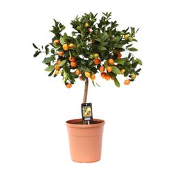 Citrus Calamondin (9875)