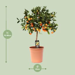 Citrus Calamondin (9875)