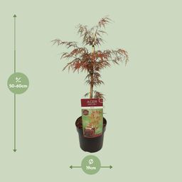 Son & koot Acer palm. 'Garnet' (8718182410525)