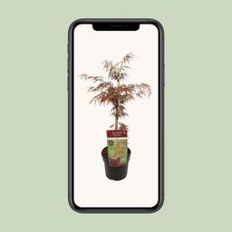 Son & koot Acer palm. 'Garnet' (8718182410525)