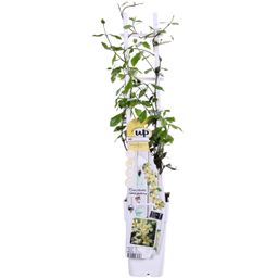 Hoogeveen Trachelospermum 'Star of Toscana' - Toscaanse Jasmijn Geel (8719497265893)