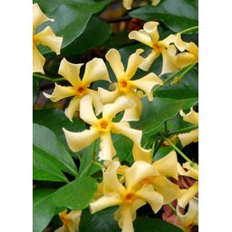 Hoogeveen Trachelospermum 'Star of Toscana' - Toscaanse Jasmijn Geel (8719497265893)
