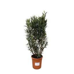 Nerium Oleander struik - 180cm- Ø40 (8721055693079)