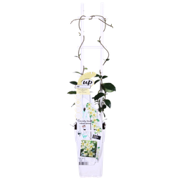 Hoogeveen Trachelospermum 'Star of Toscana' - Toscaanse Jasmijn Geel (8719497265893)