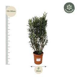 Nerium Oleander struik - 180cm- Ø40 (8721055693079)