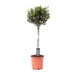 Olea Olijf (9867)