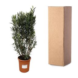 Nerium Oleander struik - 180cm- Ø40 (8721055693079)