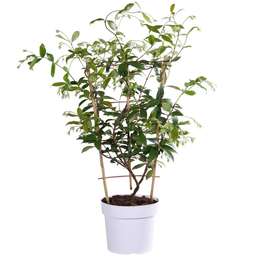 Hoogeveen Trachelospermum 'Star of Toscana' - Toscaanse Jasmijn Geel (8719497265893)