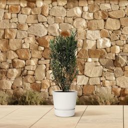 Nerium Oleander struik - 180cm- Ø40 (8721055693079)
