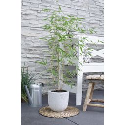 Hoogeveen Phyllostachys 'Bissetii' - Groene stam bamboe (8718531417908)