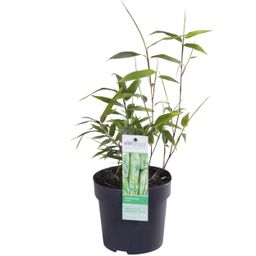 Hoogeveen Phyllostachys 'Bissetii' - Groene stam bamboe (8718531417908)