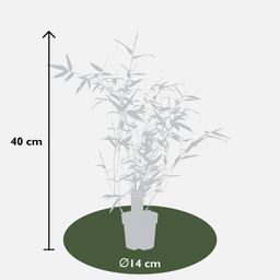 Hoogeveen Phyllostachys 'Bissetii' - Groene stam bamboe (8718531417908)