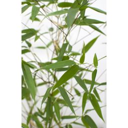 Hoogeveen Phyllostachys 'Bissetii' - Groene stam bamboe (8718531417908)