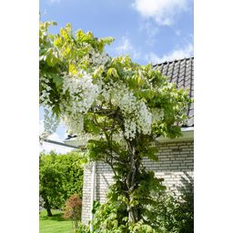 Hoogeveen Wisteria floribunda Alba - Witte regen (8712044842424)