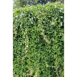 Hoogeveen Parthenocissus q. var. 'Engelmannii' (8712044839066)