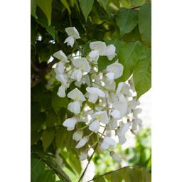 Hoogeveen Wisteria floribunda Alba - Witte regen (8712044842424)