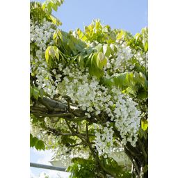 Hoogeveen Wisteria floribunda Alba - Witte regen (8712044842424)