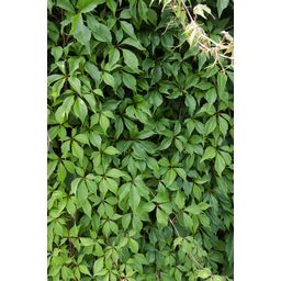 Hoogeveen Parthenocissus q. var. 'Engelmannii' (8712044839066)