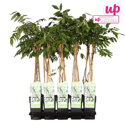 Hoogeveen Wisteria floribunda Alba - Witte regen (8712044842424)