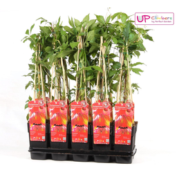 Hoogeveen Parthenocissus q. var. 'Engelmannii' (8712044839066)