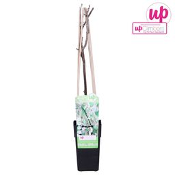 Hoogeveen Wisteria floribunda Alba - Witte regen (8712044842424)