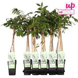 Hoogeveen Wisteria floribunda Alba - Witte regen (8712044842424)